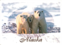 (350) Polar Bear - Ours Polaire - Bears