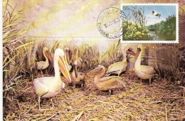 PELICANS, CM, MAXICARD, CARTES MAXIMUM, 1986, ROMANIA - Pelicans