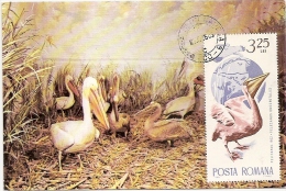 PELICANS, CM, MAXICARD, CARTES MAXIMUM, 1986, ROMANIA - Pelícanos