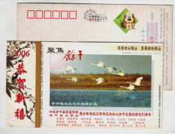 Swan Birds Take-off,China 2006 Yugan Migratory Bird Ecological Reserve Advertising Pre-stamped Card - Cigni