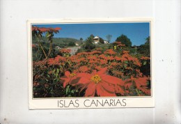 ZS36699 Islas Canarias Flos De Pascua   2 Scans - Autres & Non Classés