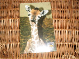 Giraffe  Postkarte Postcard - Giraffen