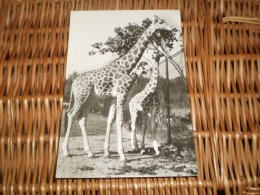 Giraffe Alte Tschechoslowakia Postkarte Postcard ORBIS - Girafes