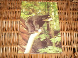 Bär Bear  Postkarte Postcard - Bears