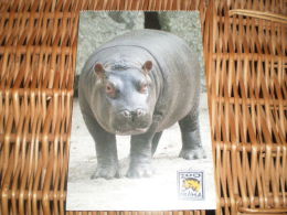 Postkarte Postcard Hippo - Flusspferde