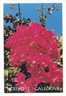 Nouvelle-Calédonie / Bougainvillée En Fleurs/ Plante  // 8/554 - Nieuw-Caledonië