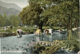 (300) Very Old Postcard - Carte Ancienne - Australia - Catle In The Stream - Outback