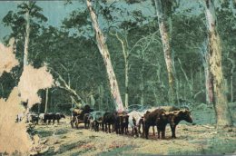 (300) Very Old Postcard - Carte Ancienne - Australia - Country Scene - Outback