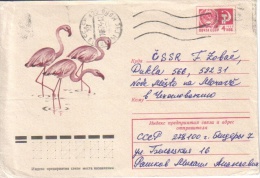 Fauna - Flamingo - Flamants