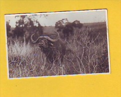 Postcard - African Bull   (10325) - Tauri