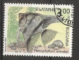 Bulgaria 1993  Fish  (o)  Mi.4052 - Oblitérés