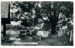 The Yew Tree Stoke Poke Church - Buckinghamshire