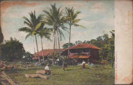 Burma Myanmar, A Village Scene, Palm Tree, Cow, Cattle, Wood, Burma Used Old Vintage Postcard As Scan - Myanmar (Birma)