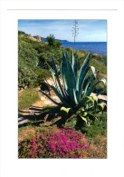 Image Du Sud: Agave, Photo Zintzmeyer D. (13-1556) - Sukkulenten