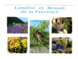 Lumiere Et Beaute De La Provence: Cigale, Lavande, Pensees (13-1575) - Insetti