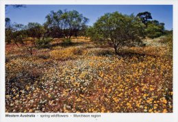 Spring Wildflowers, Murchison Region, Western Australia - Gottschalk Unused - Other & Unclassified