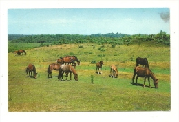 Cp, Chevaux, New Forest Ponies - Chevaux