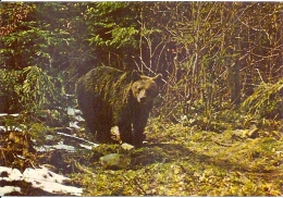 BEAR, POSTCARD UNUSED, ROMANIA - Bears