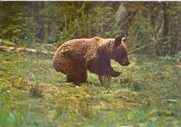 BEAR, POSTCARD UNUSED, ROMANIA - Bears