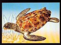 1989 TURKEY SEA TURTLES POSTCARD - Schildkröten