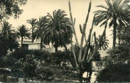 Las Palmas De Gran Canaria - Parque Municipal - Detalle - La Palma