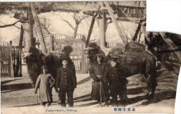 3 Postcards Chine  China Coolies Jonque En Montagne ,camel Tma Temple Pekin, Tien Tsin, Chineese Collies Chow Chow - Cina