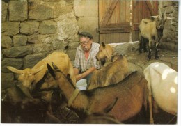 48 Villefort  Village Des Balmelles  Traite Des Chèvres Par Louis BALDIT  - 1997- 1ère Fête Cuisine  TBE - Villefort