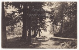 GERMANY - AK ALTENBURG - PARTIE AUS DER LEINA - ROYAL FOREST - Ca 1920s Unused Vintage Postcard  [5765] - Altenburg