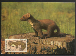 Tchécoslovaquie Martre Des Pins Carte Maximum Czechoslovakia European Pine Marten Maxicard - Nager