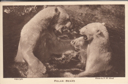 Polar Bears From The Gardens Of The Zoological Society Of London, Regent´s Park, N.W. - Beren