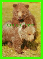 BEARS - JUNGER GRIZZLYBAREN  - ZOO LEIPZIG - - Ours