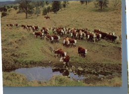 (600) Australia - Cow Mustering - Outback
