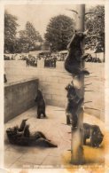 -CPA - Suisse BERN - OURS - 096 - Bears