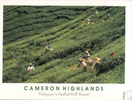 (101) Malaysia - Cameron Highlands Tea Cultivation - Malaysia