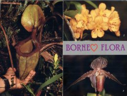 (300) Malaysia - Borneo Flora - Malaysia