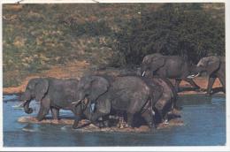 4242-TANZANIA-ELEPHANTS-FP - Tanzanie