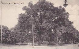 Ohio Oberlin Historic Elm-Albertype - Other & Unclassified