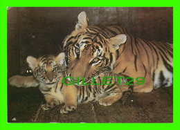 TIGRE - TIGER - MOM WITH HER BABY - - Tijgers