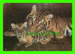 TIGRE - TIGER - MOM WITH HER BABY - - Tigres