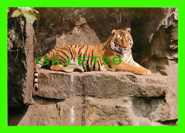 TIGRE - TIGER - - Tigers