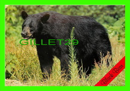 ANIMALS - OURS NOIR - BLACK BEAR - - Bears