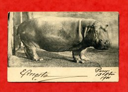 * ITALIE-Hyppopotame(Timbre N°116 Au Dos)-1901 - Hippopotamuses