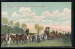 Amerique --- Freighting To The Black Hills In Carly Days With Ox Trains - Sonstige & Ohne Zuordnung