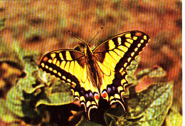 BUTTERFLY, POSTCARD, ROMANIA - Butterflies