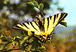 BUTTERFLY, POSTCARD, ROMANIA - Papillons