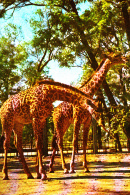 GIRAFFE, PEKING ZOO, POSTCARD - Girafes