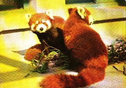 RED PANDA, PEKING ZOO, POSTCARD - Ours