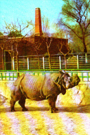 ONE-HORNED RHINOCEROS, PEKING ZOO, POSTCARD - Rhinozeros