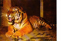 NORTH-EAST TIGER, PEKING ZOO, POSTCARD - Tigri