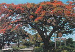 Cp , GUADELOUPE , SAINT BARTHÉLÉMY , Flamboyants - Saint Barthelemy